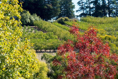 The Manor Basket Range - Taree Accommodation 16