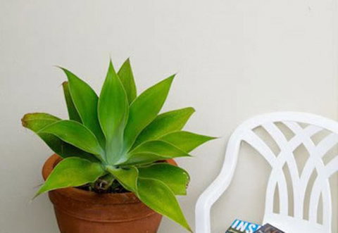 Sea & Soul Beachside Apartments - Taree Accommodation 9