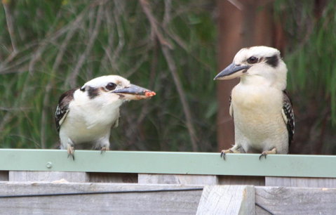 Riverview Tourist Park - Taree Accommodation 27