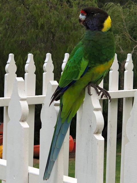 Riverview Tourist Park - Taree Accommodation 20