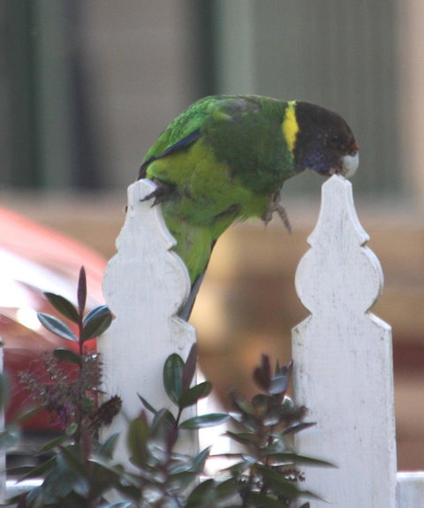 Riverview Tourist Park - Taree Accommodation 35