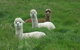 Glenelg On King Bed & Breakfast - thumb 5