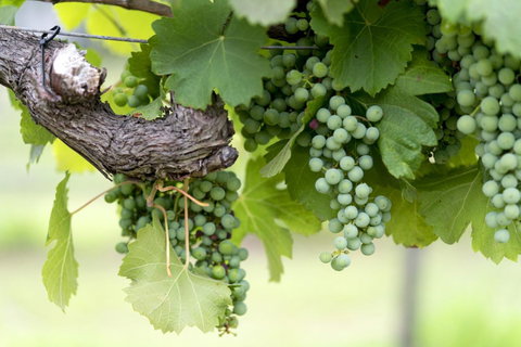 Thistle Hill Guesthouse - Walk To Many Wineries And Restaurants - Taree Accommodation 44