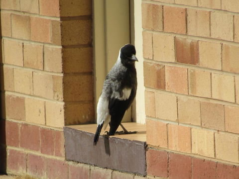 Allonville Gardens Motel - Taree Accommodation 34