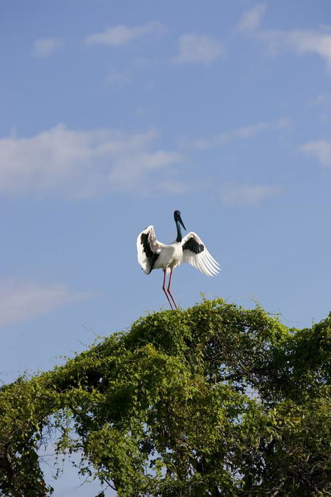 Mercure Kakadu Crocodile - Taree Accommodation 34