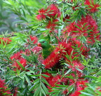 Bottlebrush B  B - Taree Accommodation