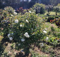 Carisbrook Country Retreat Motel - Taree Accommodation