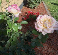 Central Tranquility - Taree Accommodation