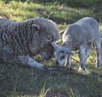 Clandulla Cottages  Farmstay - Taree Accommodation