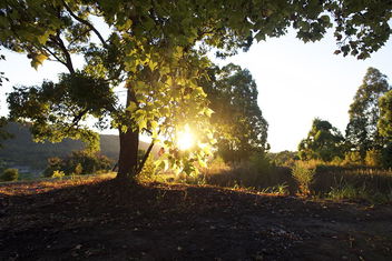 Clarendon Forest Retreat with Taree Accommodation