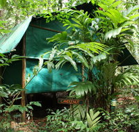 Daintree Crocodylus - Taree Accommodation