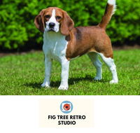 Fig Tree Retro Studio