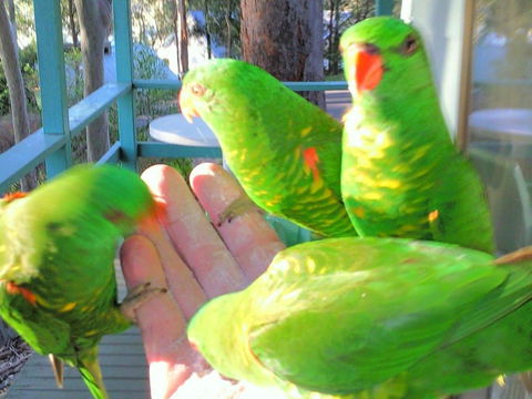 Fyshwicks Cottage - Taree Accommodation 3