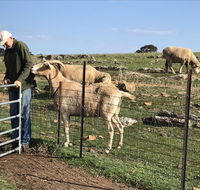Gilgraves Vineyard Farmstay - Taree Accommodation