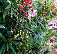 Mercury motor inn - Taree Accommodation