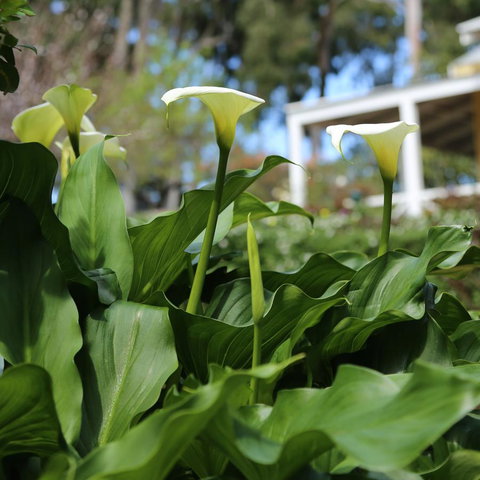 Two Sisters Chalets - Taree Accommodation 32