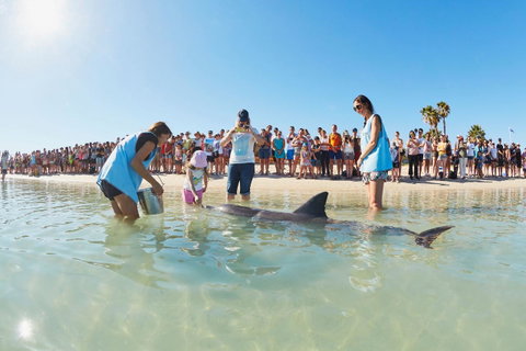 RAC Monkey Mia Dolphin Resort - Taree Accommodation 2