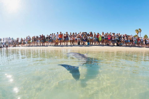 RAC Monkey Mia Dolphin Resort - Taree Accommodation 3