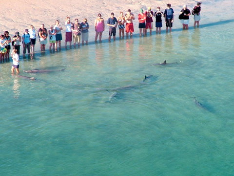 RAC Monkey Mia Dolphin Resort - Taree Accommodation 4