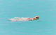 RAC Monkey Mia Dolphin Resort - thumb 20