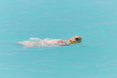 RAC Monkey Mia Dolphin Resort - Taree Accommodation 20