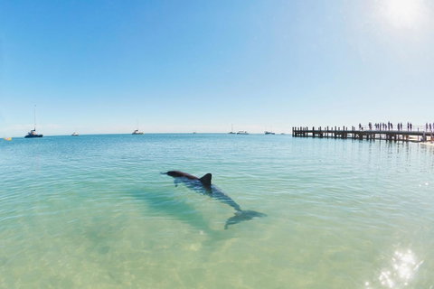RAC Monkey Mia Dolphin Resort - Taree Accommodation 1