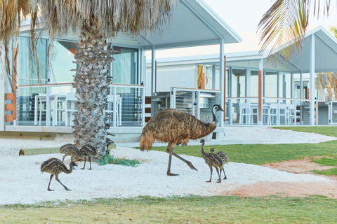 RAC Monkey Mia Dolphin Resort - Taree Accommodation 15