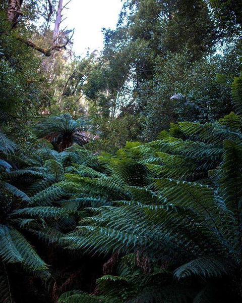 Maydena Chalet - Taree Accommodation 42
