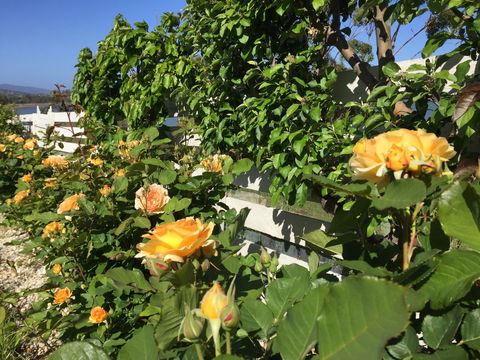Garden By The Beach - Gateway To The East Coast, Close To Airport - Taree Accommodation 25