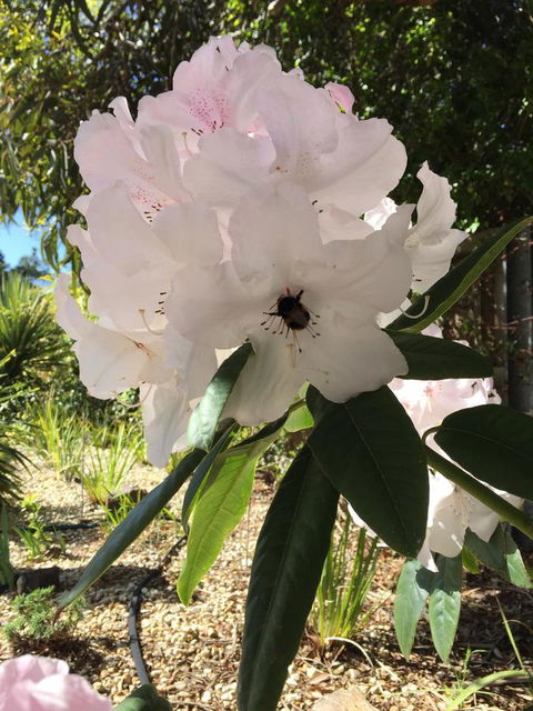 Garden By The Beach - Gateway To The East Coast, Close To Airport - Taree Accommodation 14