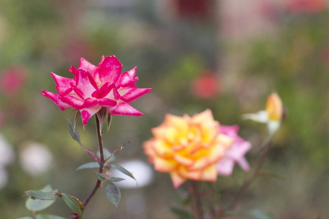 Swansea Cottages & Lodge Suites - Taree Accommodation 12