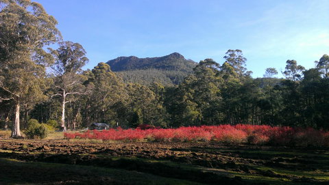 Mountain Blue Guest House - Taree Accommodation 23