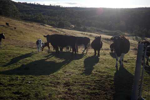 Hamlet Downs Country Accommodation - Taree Accommodation 24