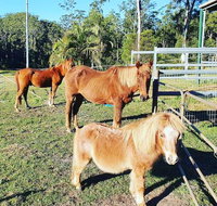 Paskins Farm - Taree Accommodation