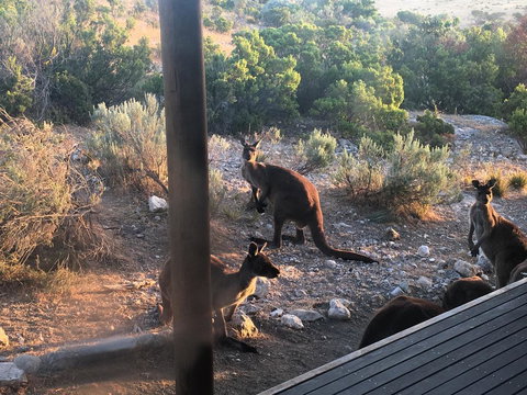 Pelican Lagoon Cabin - Taree Accommodation 2