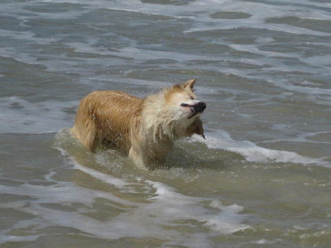 SALTY PAUSE @ BONDI HOUSE - Taree Accommodation 2