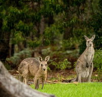 Secura Lifestyle Countryside Kalaru - Taree Accommodation