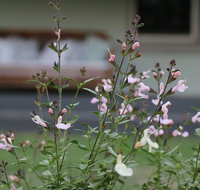 Serendipity on Allyn - Taree Accommodation