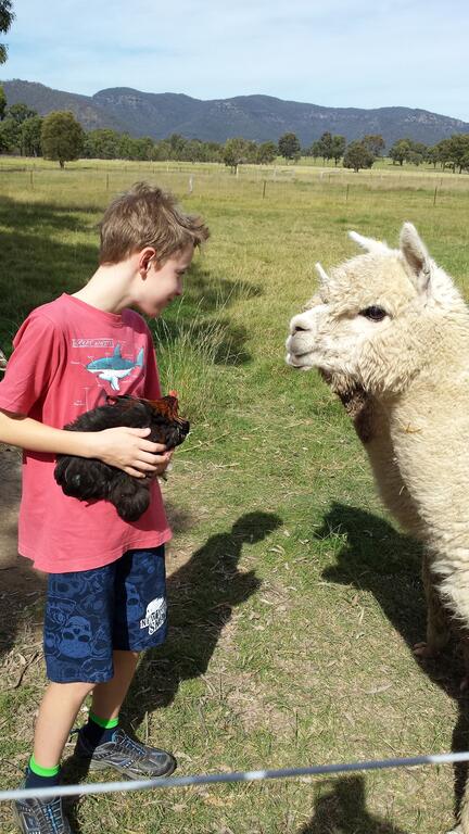 Starline Alpacas Farmstay Resort - Taree Accommodation 3