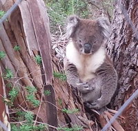 Stringybark Hills Retreat - Taree Accommodation