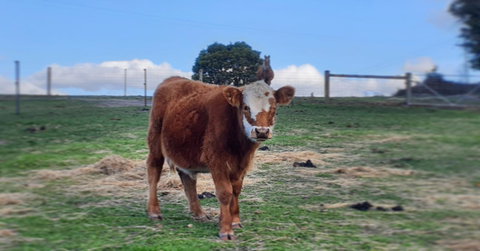 Lockleigh Park - Taree Accommodation 18