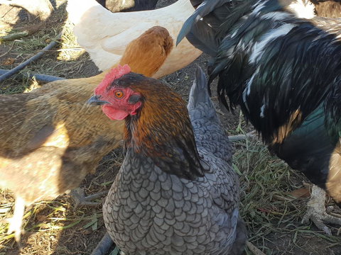 Lockleigh Park - Taree Accommodation 27