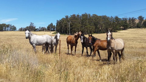 Lockleigh Park - Taree Accommodation 28