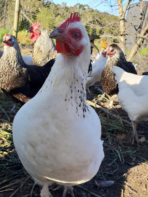 Lockleigh Park - Taree Accommodation 26