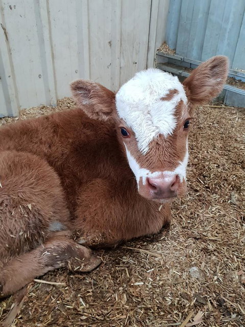 Lockleigh Park - Taree Accommodation 25