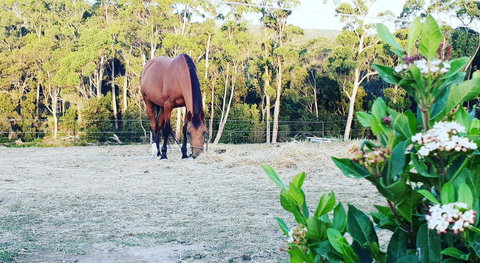 Lockleigh Park - Taree Accommodation 20