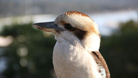 BAY OF FIRES ECO HUT Off Grid Experience At Binalong Bay - Taree Accommodation 19