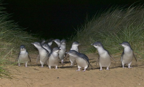 Phillip Island Apartments - Taree Accommodation 13