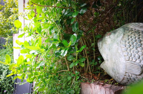 Capella Villa No. 4 - Stunning Luxury Decor Inside And Out - Taree Accommodation 15