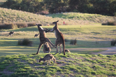 Yarra Valley Lodge - Taree Accommodation 38